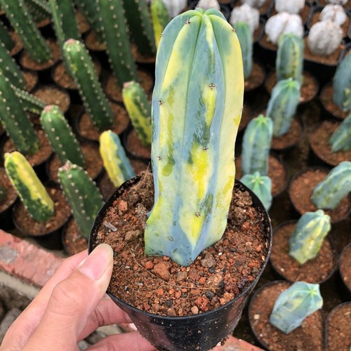 Pianta cactus succulento - di,
