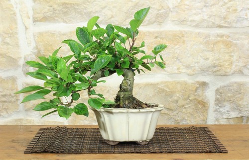 Bonsai melo fiore - melo,