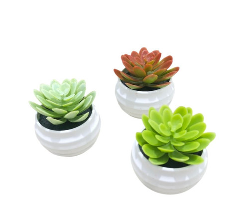 3pcs piante succulente - 3pcs,