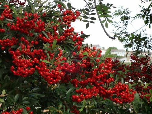 Piante siepe sempreverde - siepe,