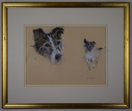 Jack russell terrier pastello - jack,
