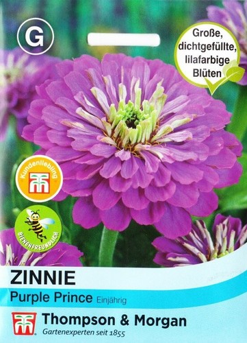 Zinnie purple prince - zinnie, 'purple