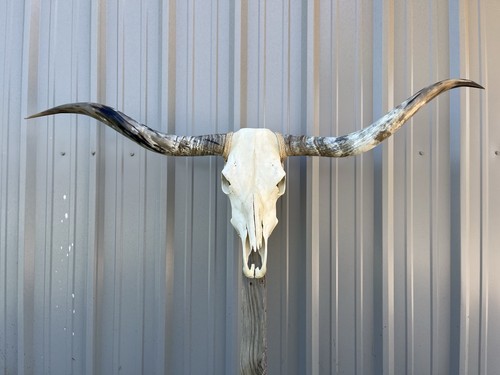Longhorn teschio sterzo - longhorn,