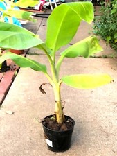 ORGANIC Musa -Dwarf Cavendish