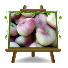 Pesche Nettarina Platicarpa polpa bianca su vaso da 24-26cm H: 170-200 cm 4 anni