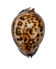 Conchiglia Shell Cypraea ZOILA