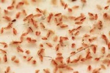 MOINA MACROCOPA 1000 + uova con guida scritta per l'allevamento