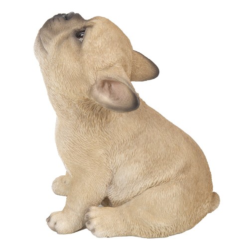 Bulldog francese cucciolo