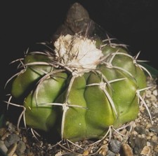Discocactus crystallophillus