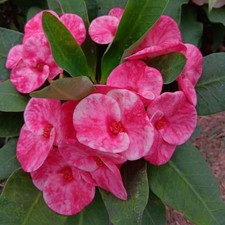 Corona di Spine Duan Jai Thai