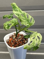 002923A Monstera adansonii