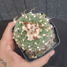 Turbinicarpus polaskii