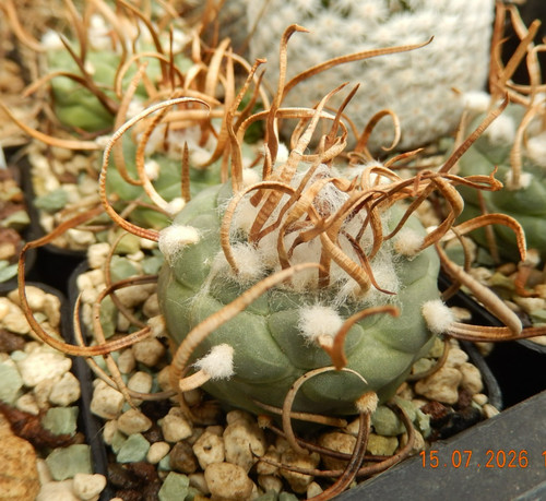 Turbinicarpus schwarzii - turbinicarpus,