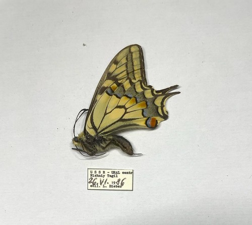 Papilio machaon - papilio,