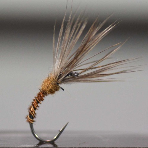 Mosca trota giapponese marrone