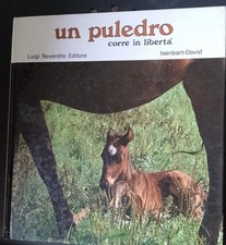 Un Puledro corre in libertà