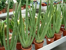 SANSEVIERIA CYLINDRICA (in vaso da 9L) - RESISTENTE