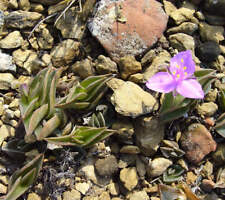 Tradescantia navicularis - Pianta a catena | Giglio da barca | Mosè nella culla