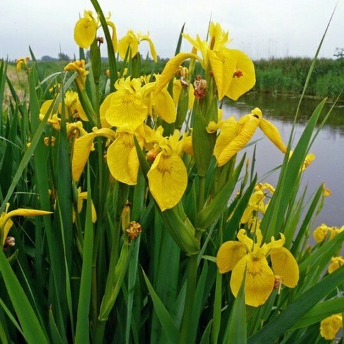Iris acqua giallo - iris, di,acqua