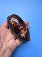 Cypraea testudinaria - 95,5,