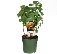 Ribes bianco "Ribes sativum"