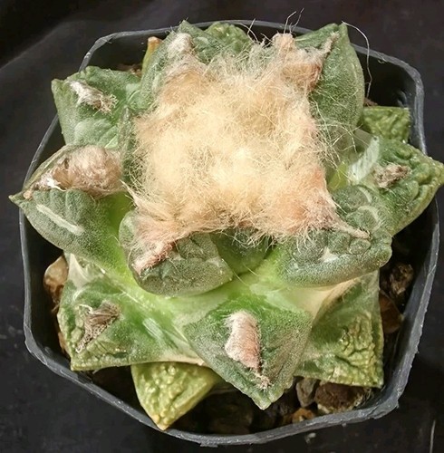 Ariocarpus lloydii retusus - x,