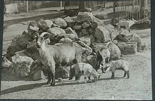 52314 giardino zoologico di - ak,
