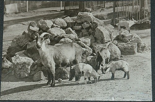 52314 giardino zoologico di - zoologico,