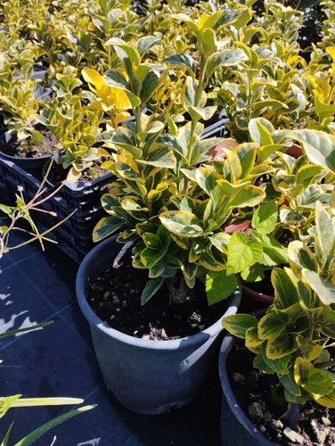 Euonymus aurea evonimo - evonimo, aureo