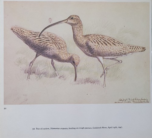 Bellissima tunnicliffe stampa - bellissima,