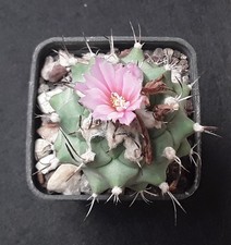 Turbinicarpus hybr alonsoi - , x