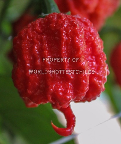 Semi t12x carolina reaper - semi,
