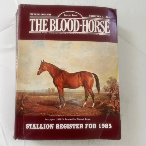 The blood horse stallion - blood-horse,