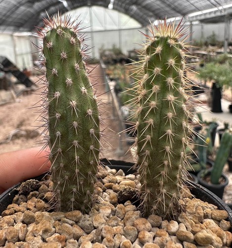 2piante echinopsis - 2piante, x
