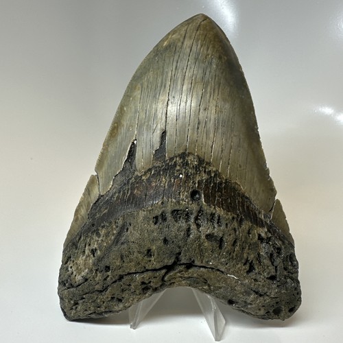 Dente squalo megalodonte - di,