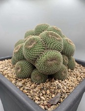 Mammillaria crucigera Vaso 5,5 Cm Size Plant 1.8 Cm Pianta Rara Da Seme