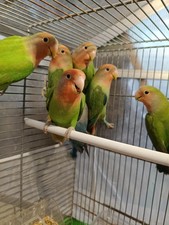 pappagalli inseparabili verde