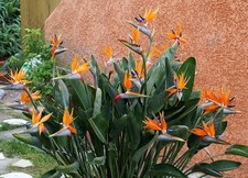 STRELITZIA REGINAE PIANTA VIVA