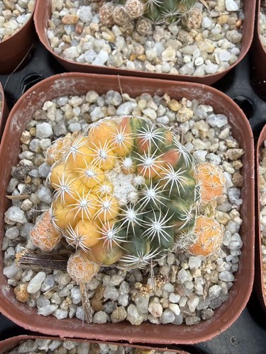 Discocactus diecinneri subsp