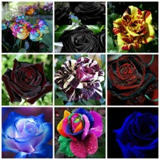 450 SEMI DI ROSE in 9 varietà RARE ED ECONOMICHE + OMAGGIO