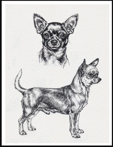 Chihuahua poster stampa - chihuahua,