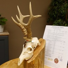 Corna di capriolo classe