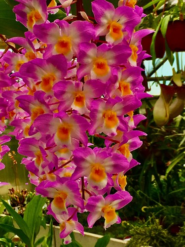 Dendrobium species super - species, 'super