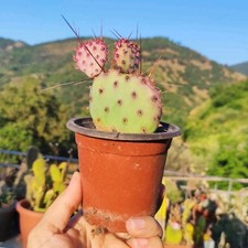 ? ?Vaso Ø 9 Cm Pianta OPUNTIA SANTA RITA ? VIOLACEA macrocentra ??+Omaggio