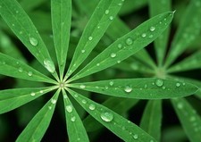 386588 Grappolo di foglie di