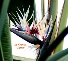 Strelitzia nicolai, fiore