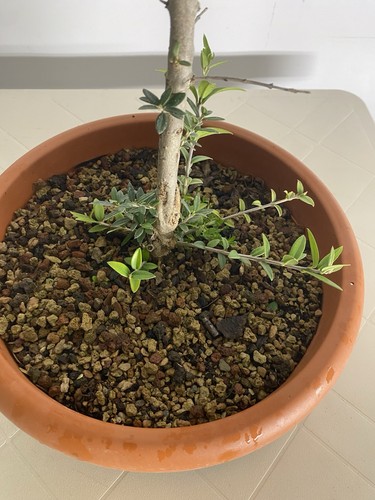 Ulivo pre bonsai - ulivo,