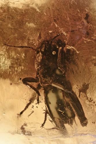 Caelifera rara rashopper - caelifera, corna