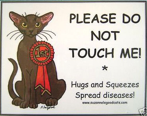 Burmese cat art - pen, signs