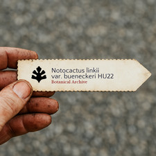 Notocactus linkii var